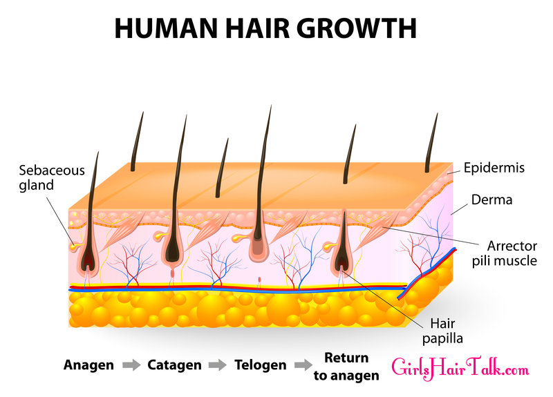 Hair Growth Cycle Chart