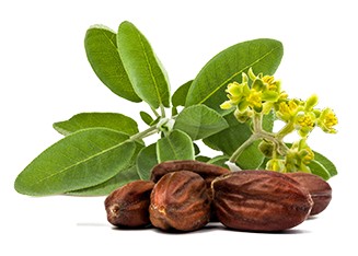 jojoba plant