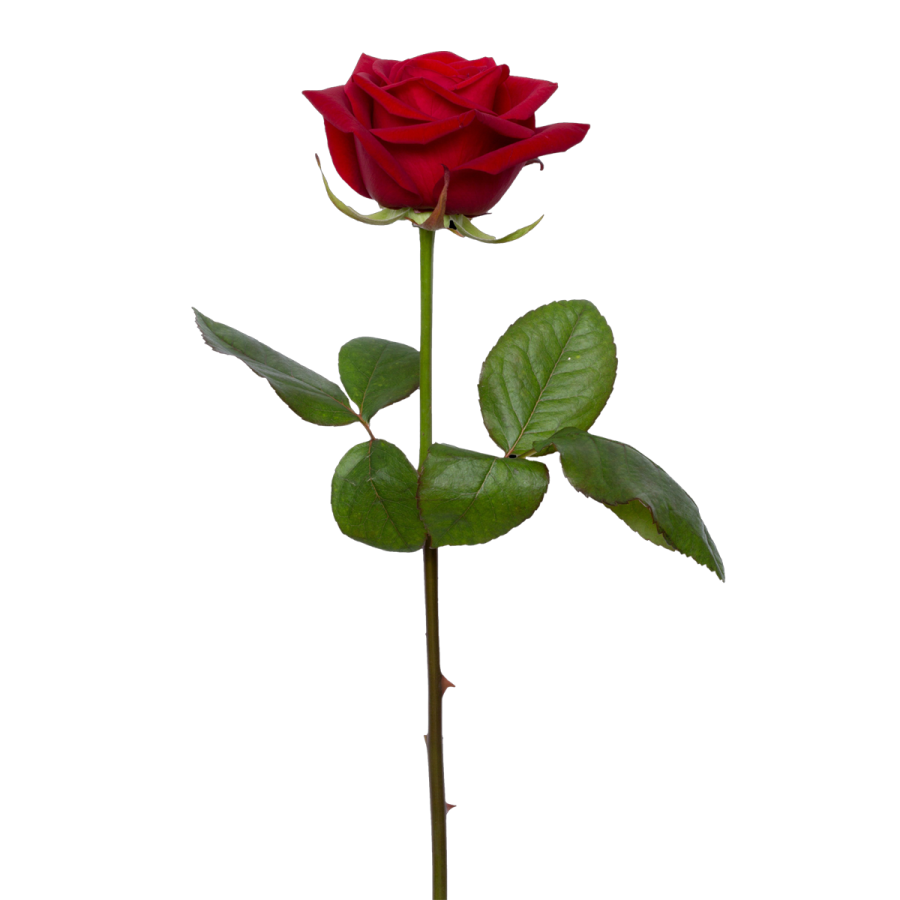 red rose