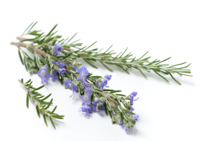 rosemary leaves