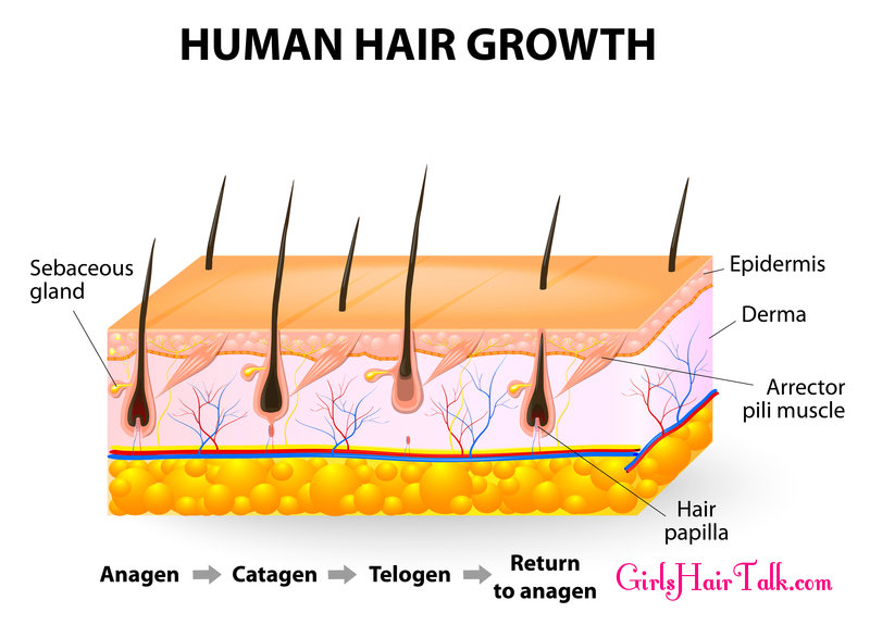 Chart of hair growth stages and parts of the human scalp.